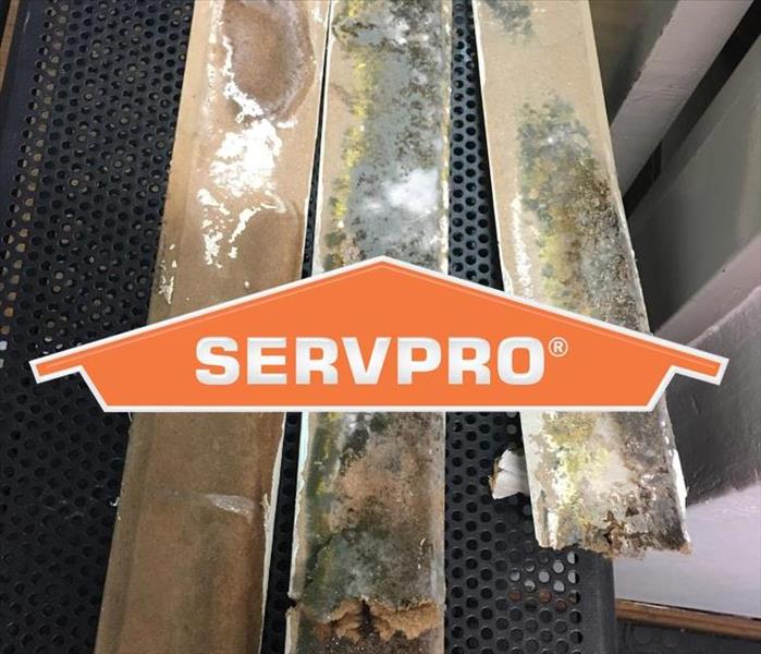 Mold on pieces of wood, SERVPRO logo on front of the picture